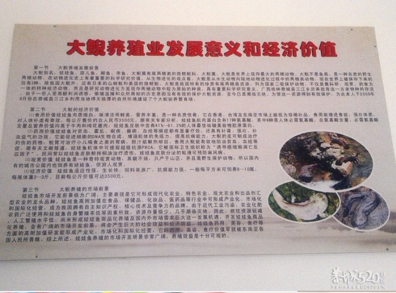 恭城三江古木源大鲵（娃娃鱼）驯养繁殖基地430 / 作者:雨楼 / 帖子ID:10508