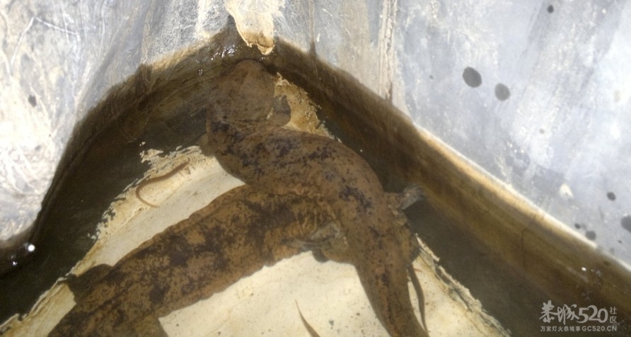 恭城三江古木源大鲵（娃娃鱼）驯养繁殖基地198 / 作者:雨楼 / 帖子ID:10508