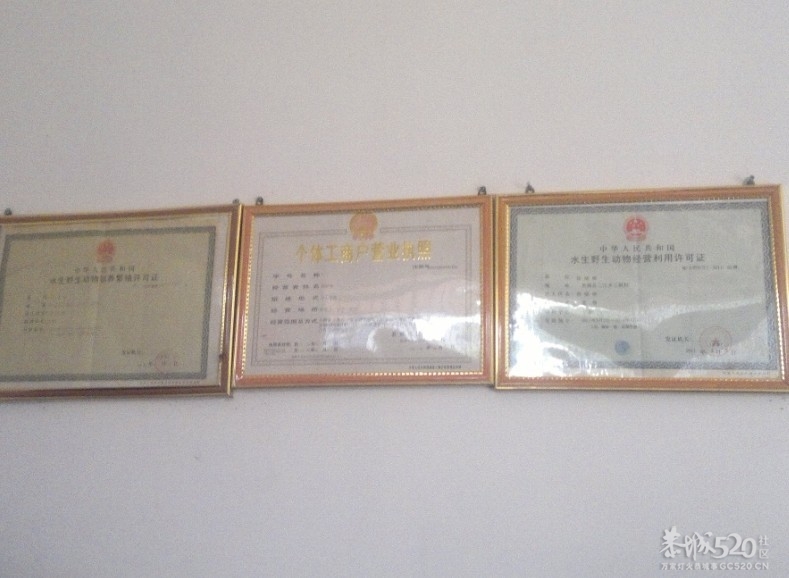 恭城三江古木源大鲵（娃娃鱼）驯养繁殖基地863 / 作者:雨楼 / 帖子ID:10508