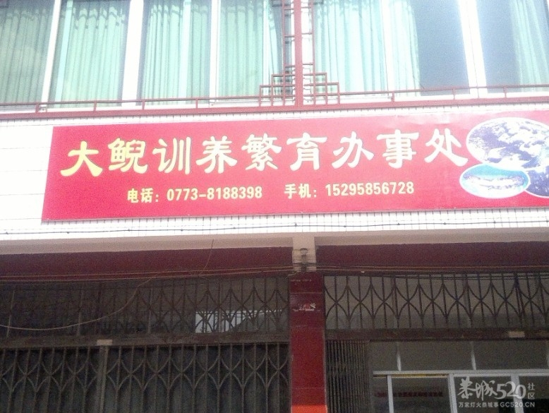 恭城三江古木源大鲵（娃娃鱼）驯养繁殖基地68 / 作者:雨楼 / 帖子ID:10508