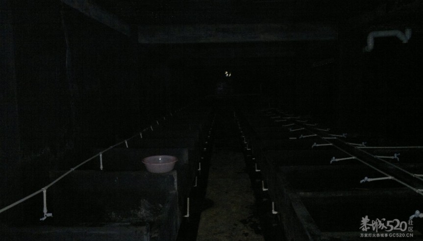 恭城三江古木源大鲵（娃娃鱼）驯养繁殖基地902 / 作者:雨楼 / 帖子ID:10508