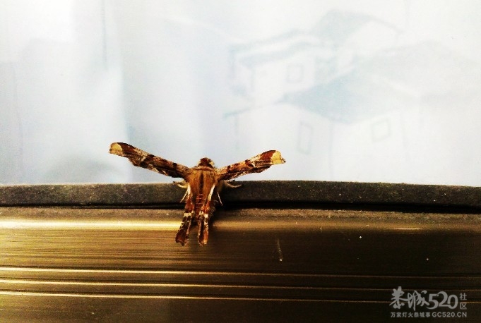 要起飞了。。。。348 / 作者:千里之外 / 帖子ID:10744