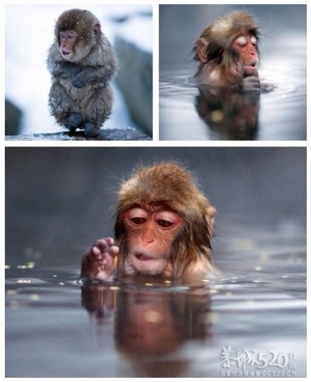 二师兄抽空洗了个澡 哈哈724 / 作者:请叫我宅男先生 / 帖子ID:11094