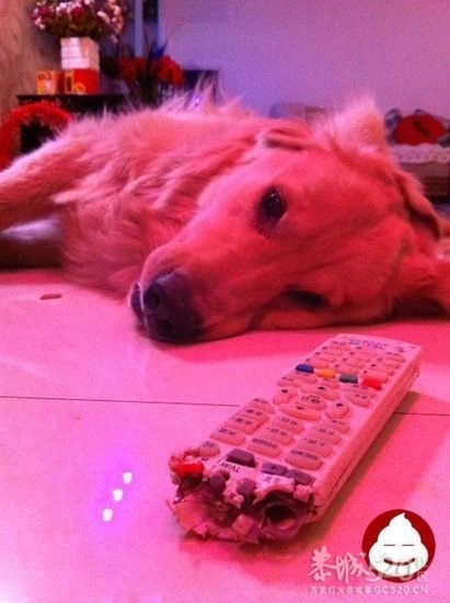 中午吃饭回来，劳资真是欲哭无泪！尼玛还敢躺着扮忧郁.....280 / 作者:请叫我宅男先生 / 帖子ID:11095