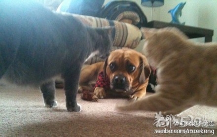 可怜的汪星人。。。永远敌不过喵星人。。。989 / 作者:请叫我宅男先生 / 帖子ID:11096