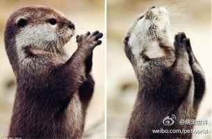 【亲爱的上帝，请给我一条鱼！755 / 作者:请叫我宅男先生 / 帖子ID:11097