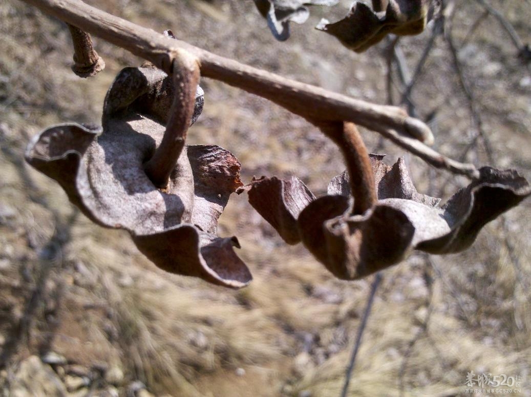 柿花落了把子在23 / 作者:千里之外 / 帖子ID:11098