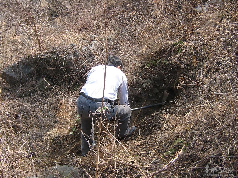 挖淮山640 / 作者:千里之外 / 帖子ID:11164