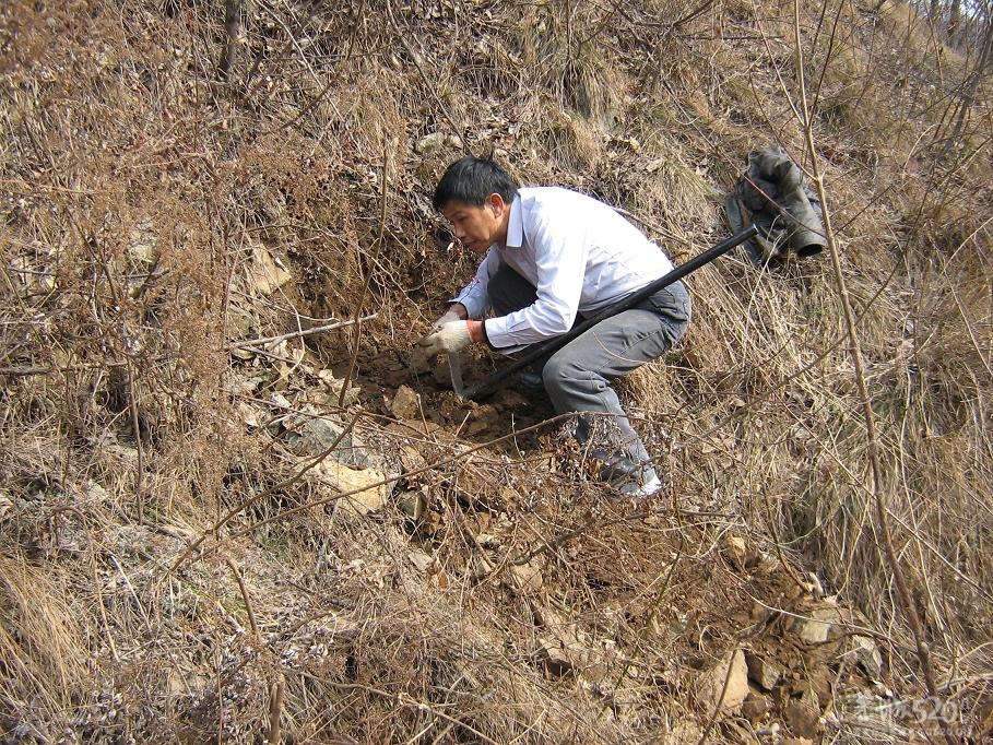 挖淮山670 / 作者:千里之外 / 帖子ID:11164