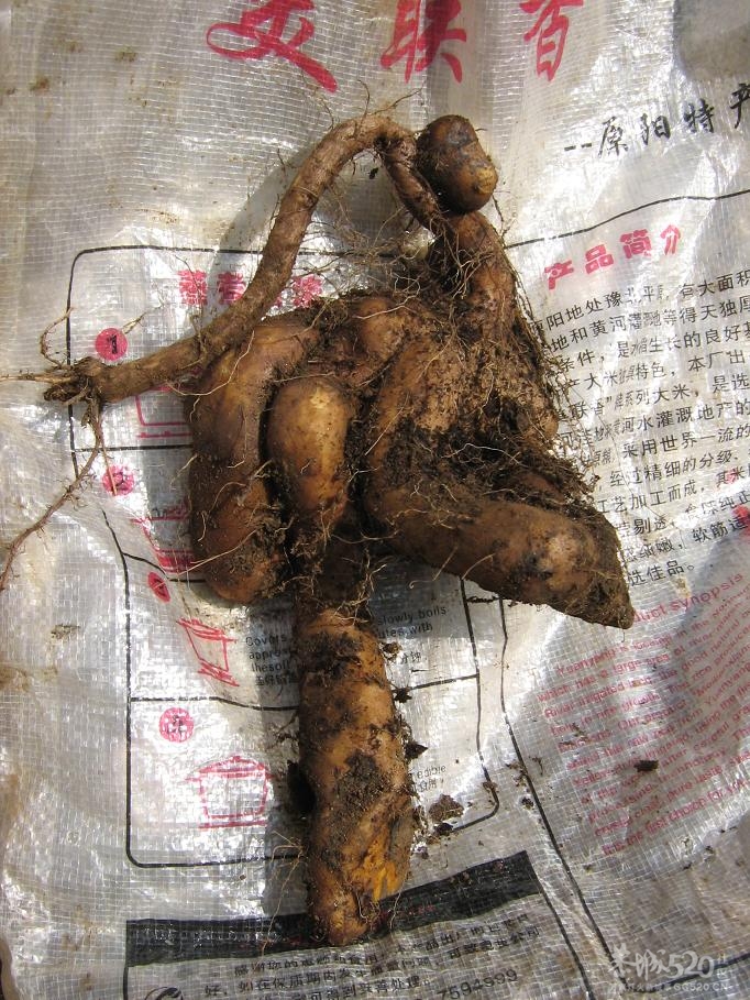 挖淮山78 / 作者:千里之外 / 帖子ID:11164