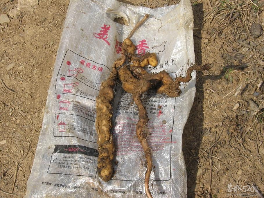 挖淮山103 / 作者:千里之外 / 帖子ID:11164