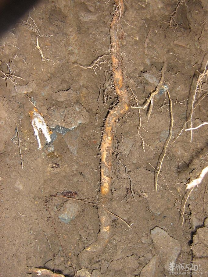 挖淮山111 / 作者:千里之外 / 帖子ID:11164