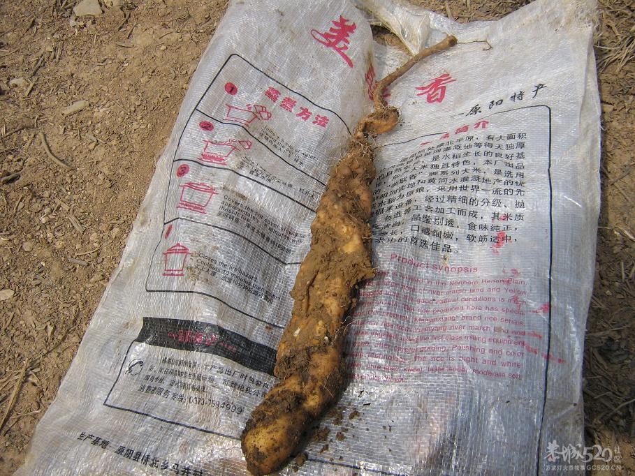 挖淮山526 / 作者:千里之外 / 帖子ID:11164