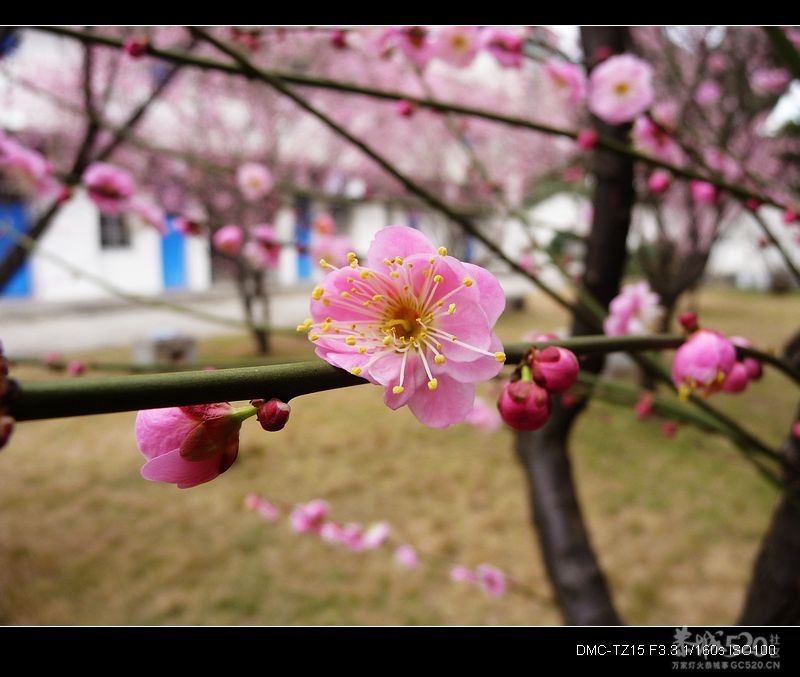 骑单车到大岭山怎样走？175 / 作者:平安大叔 / 帖子ID:11275