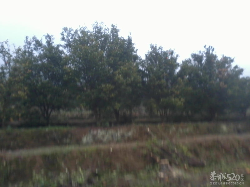 辛辛苦苦几十年一砍回到解放前623 / 作者:嗜血魔龙 / 帖子ID:11403