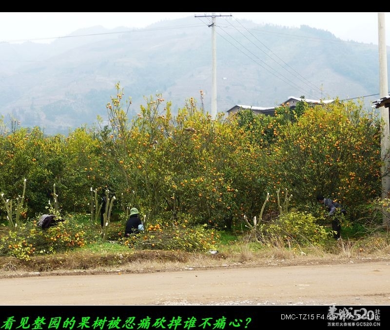 辛辛苦苦几十年一砍回到解放前707 / 作者:平安大叔 / 帖子ID:11403