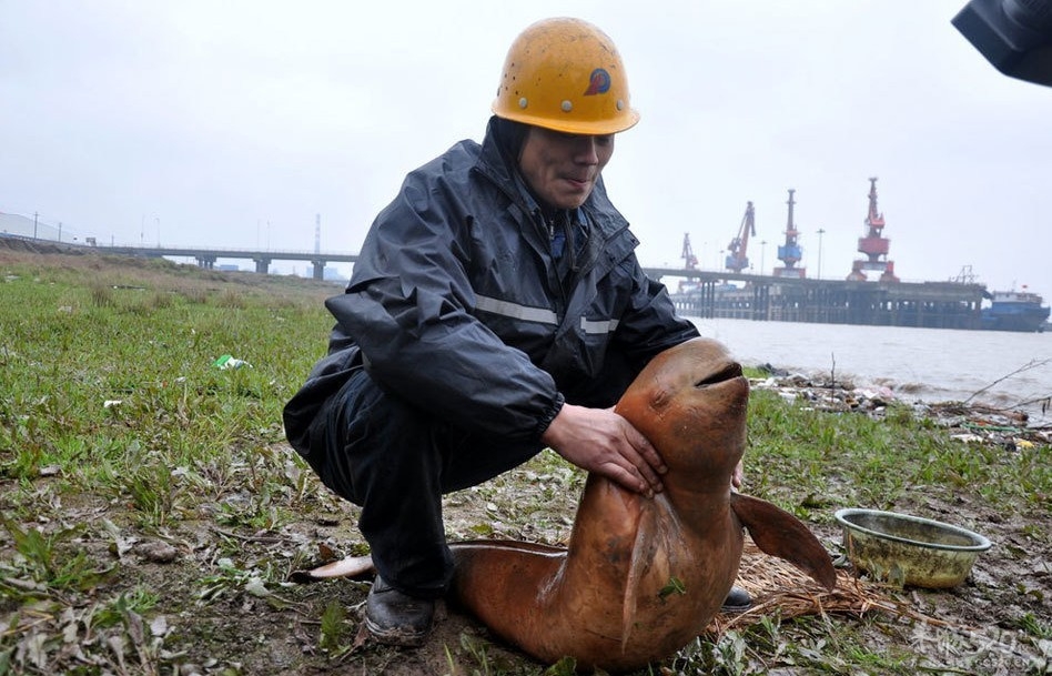 江西鄱阳湖口发现惨死江豚377 / 作者:恭城人 / 帖子ID:11640