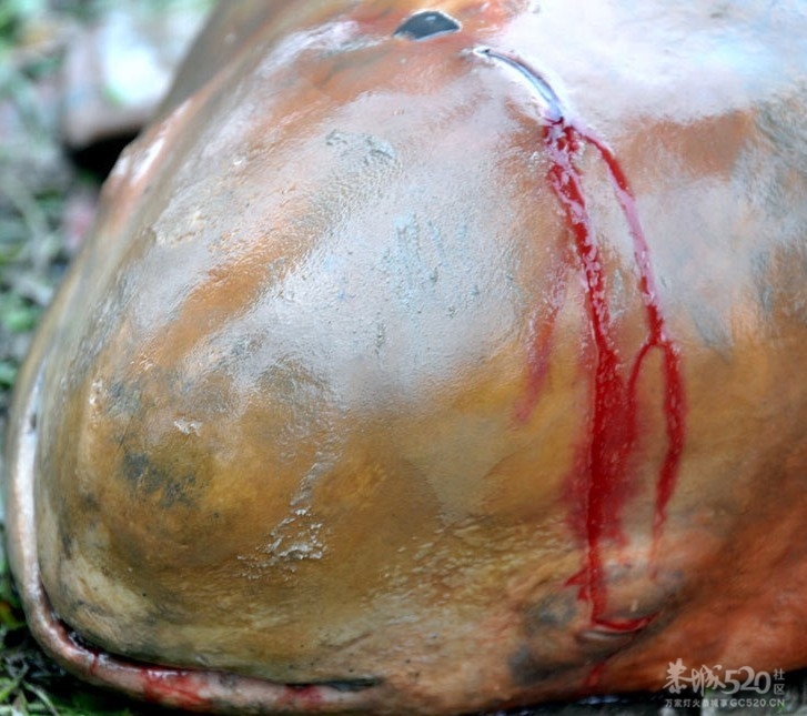 江西鄱阳湖口发现惨死江豚590 / 作者:恭城人 / 帖子ID:11640