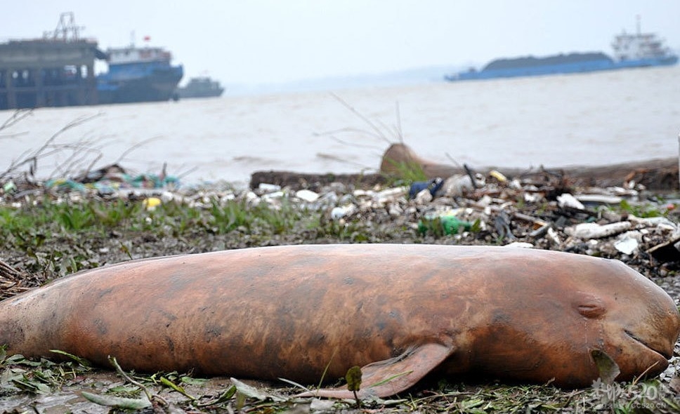 江西鄱阳湖口发现惨死江豚467 / 作者:恭城人 / 帖子ID:11640