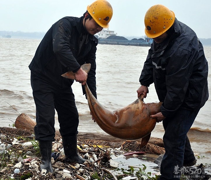 江西鄱阳湖口发现惨死江豚220 / 作者:恭城人 / 帖子ID:11640