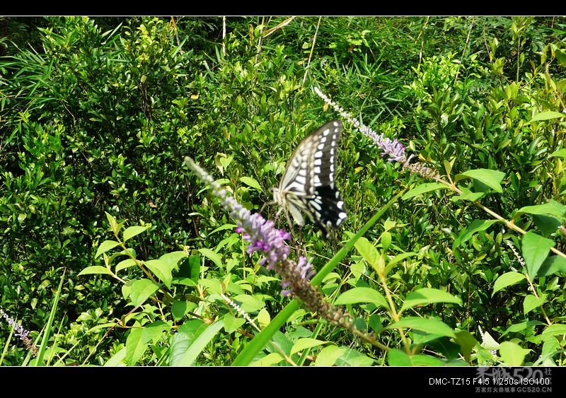 别拍我、我要“采花”！584 / 作者:平安大叔 / 帖子ID:11744