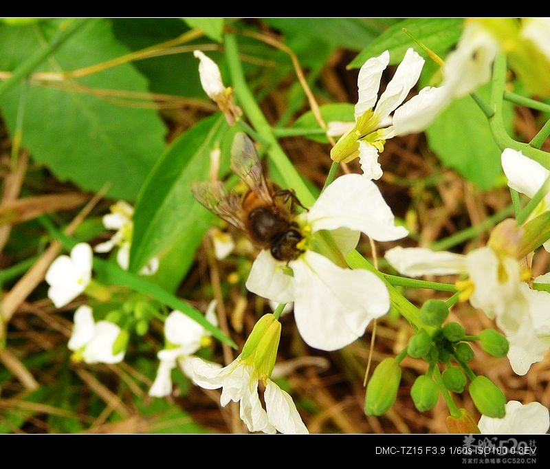 别拍我、我要“采花”！87 / 作者:平安大叔 / 帖子ID:11744