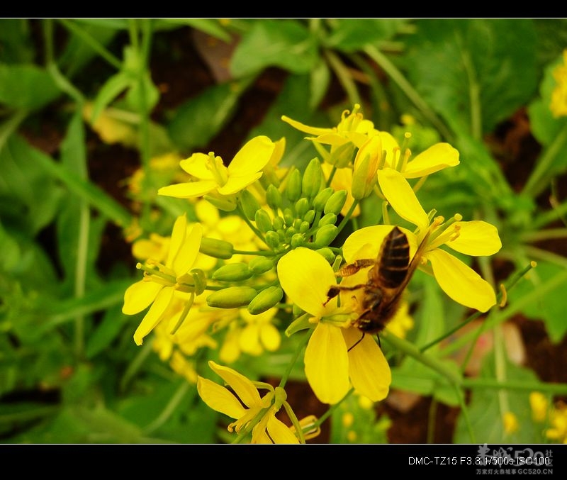 别拍我、我要“采花”！528 / 作者:平安大叔 / 帖子ID:11744