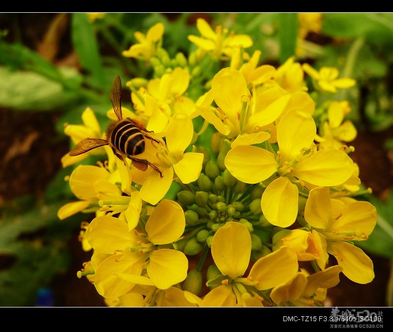 别拍我、我要“采花”！430 / 作者:平安大叔 / 帖子ID:11744