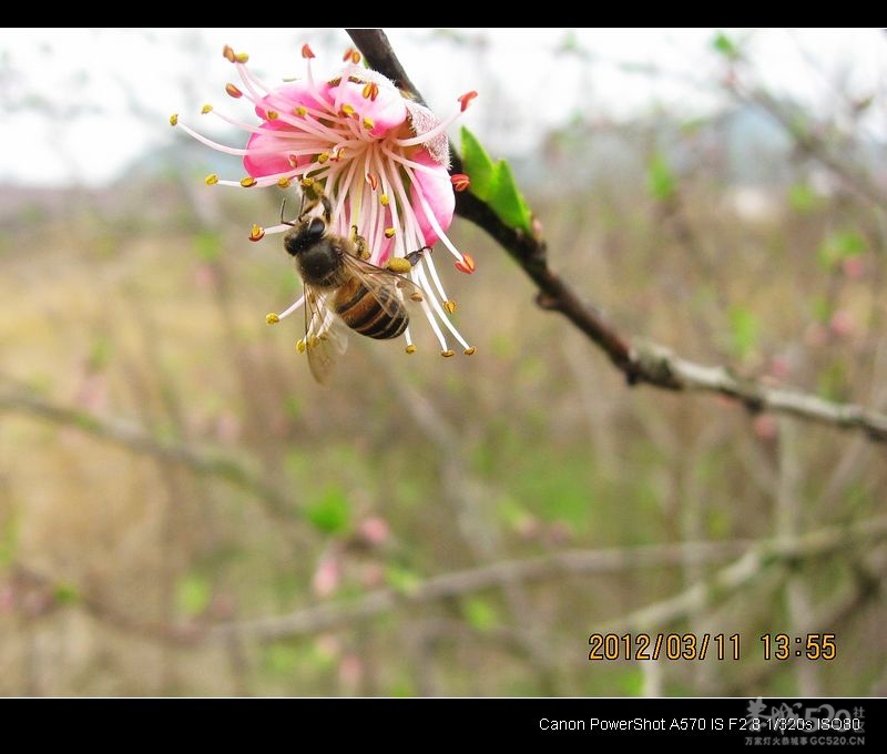 别拍我、我要“采花”！501 / 作者:平安大叔 / 帖子ID:11744