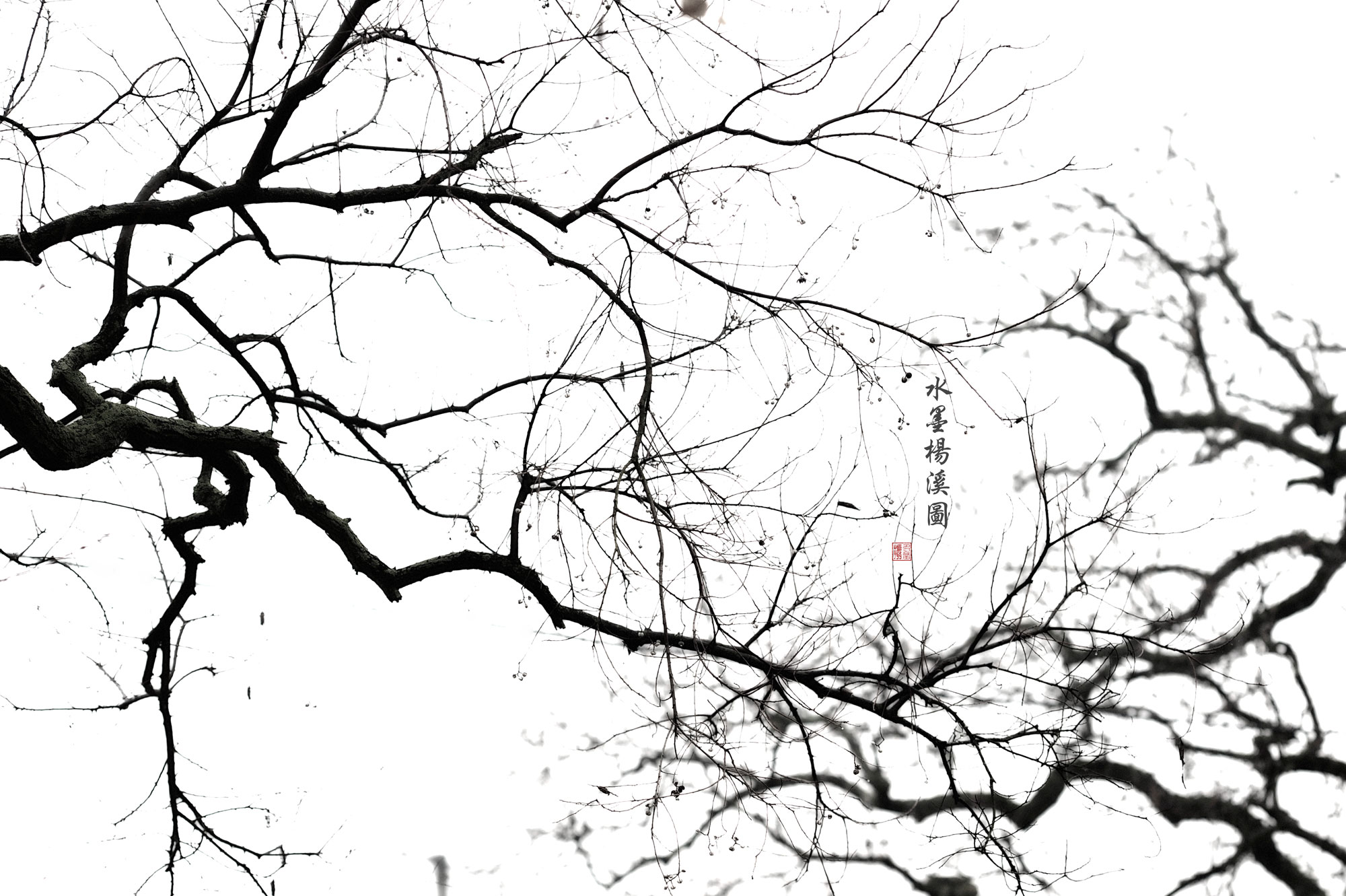 水墨杨溪987 / 作者:名堂 / 帖子ID:11980