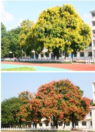 那么多年，我第一次知道它叫相思树！961 / 作者:何子墨 / 帖子ID:12048