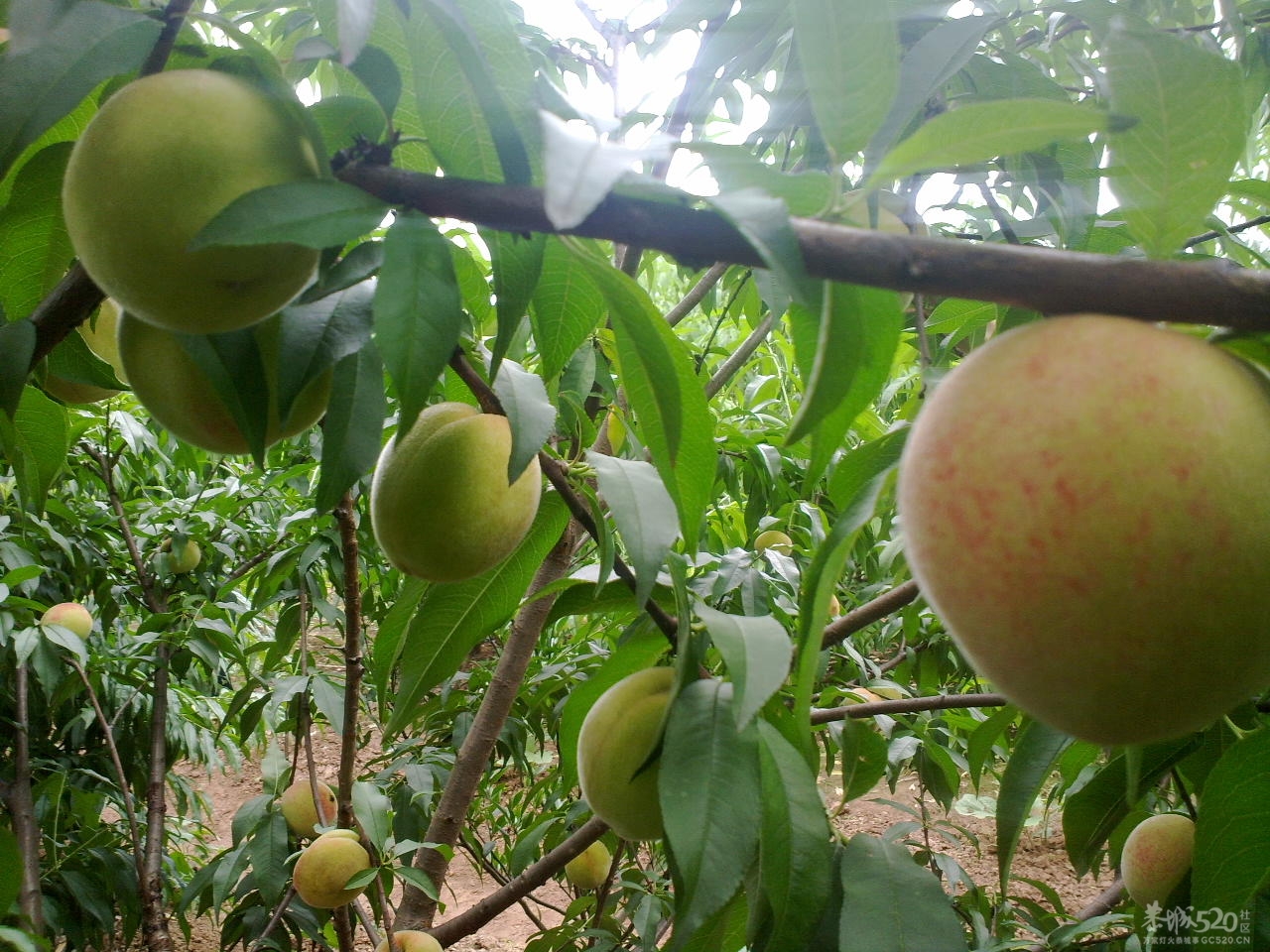 桃花快开了！您们想吃桃子了吗？159 / 作者:金网 / 帖子ID:12053