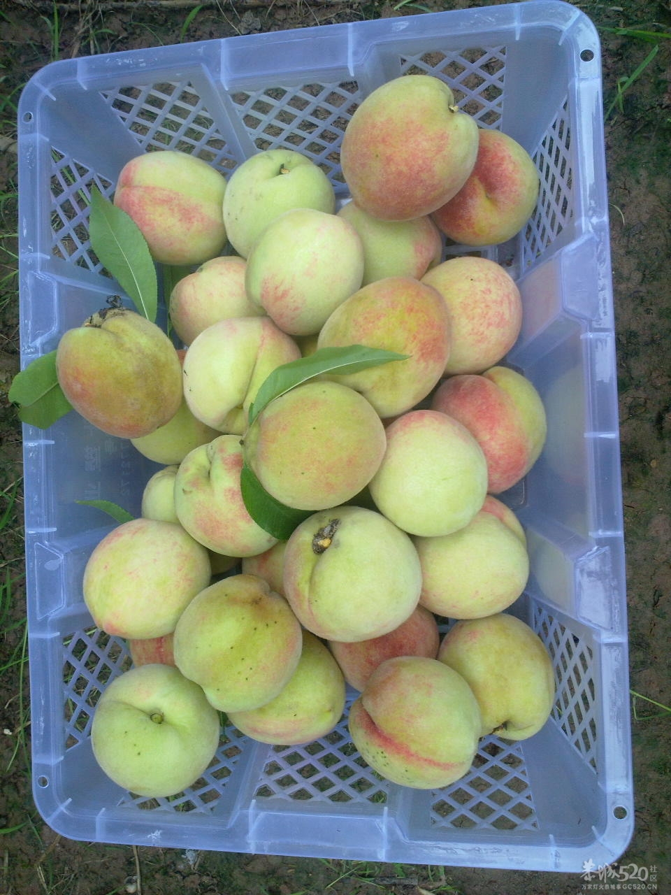 桃花快开了！您们想吃桃子了吗？526 / 作者:金网 / 帖子ID:12053