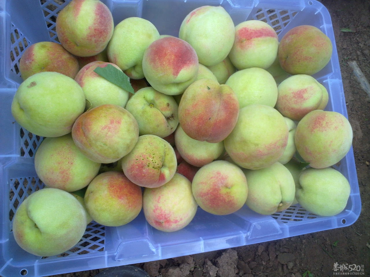 桃花快开了！您们想吃桃子了吗？688 / 作者:金网 / 帖子ID:12053