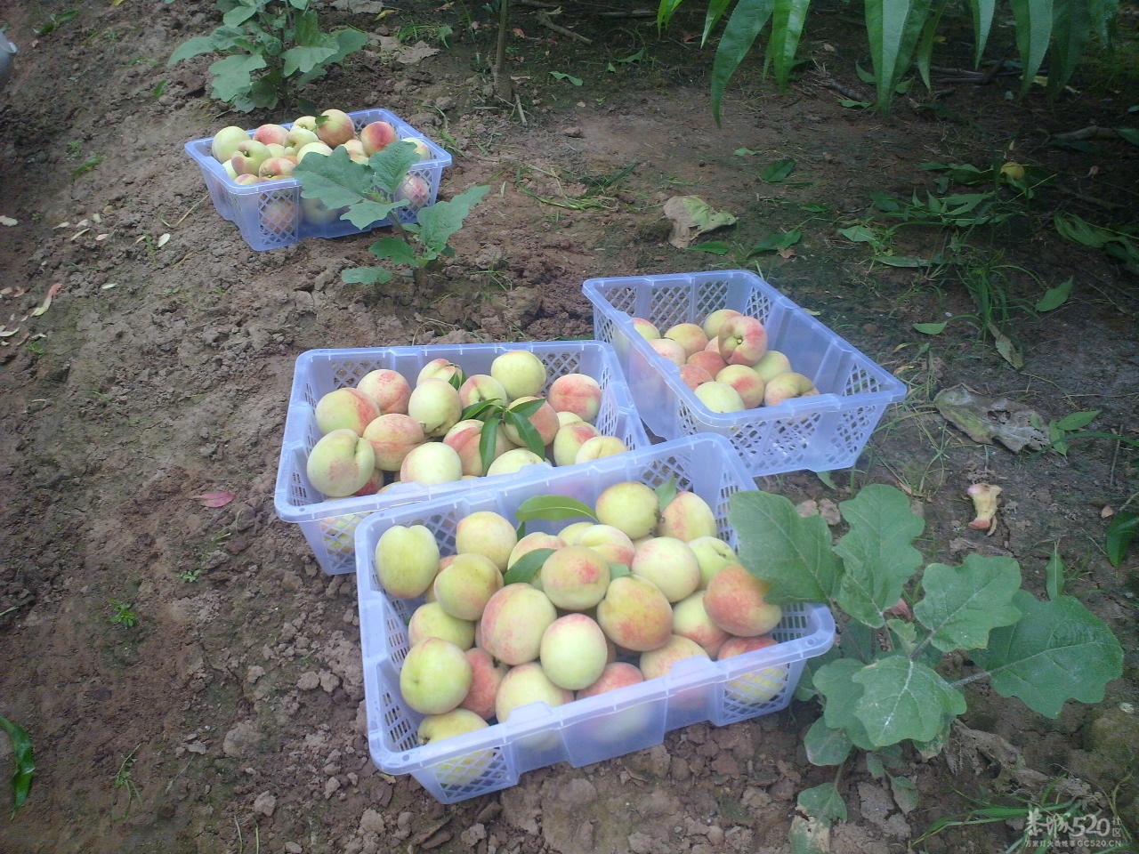 桃花快开了！您们想吃桃子了吗？851 / 作者:金网 / 帖子ID:12053