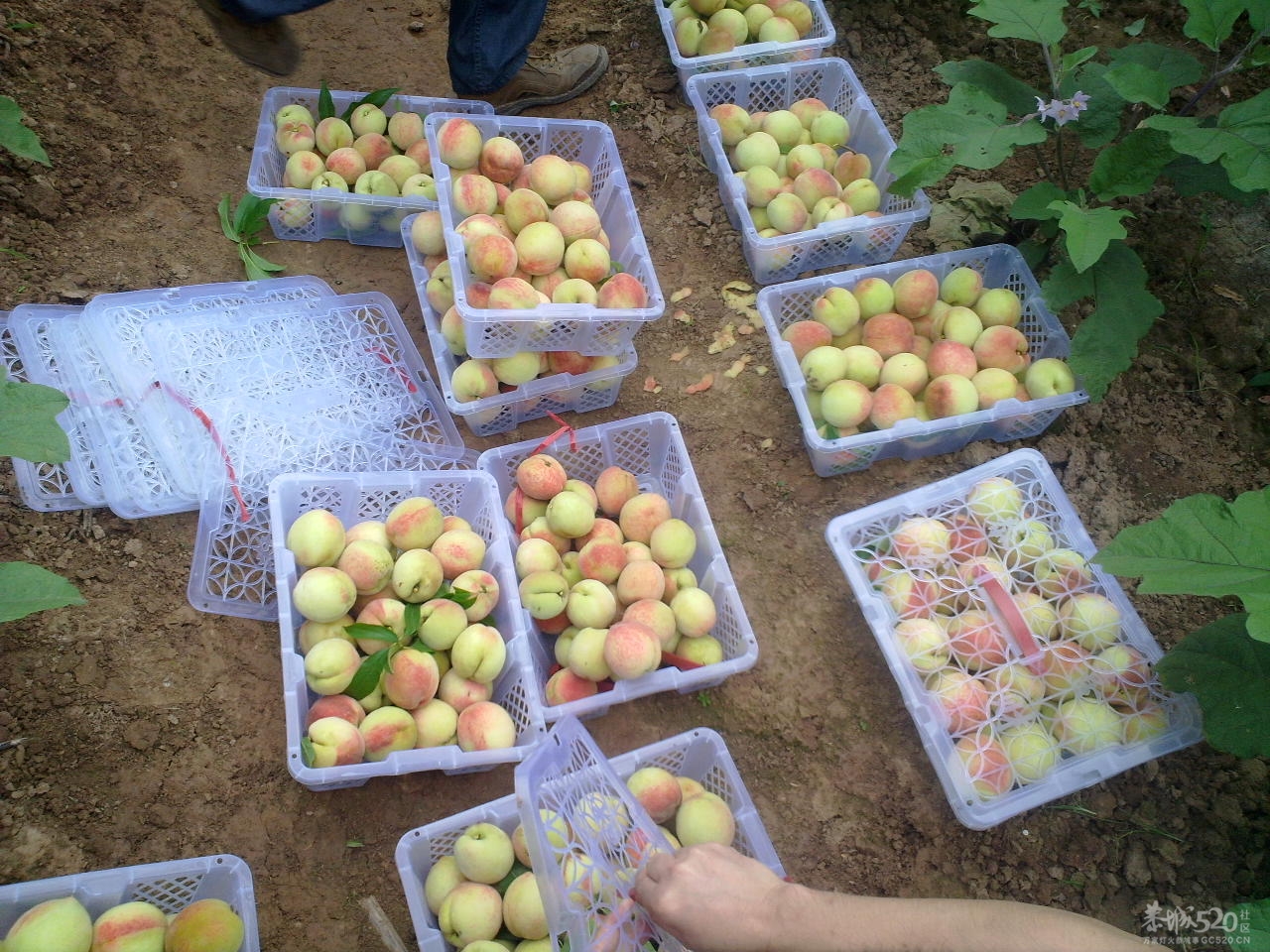 桃花快开了！您们想吃桃子了吗？865 / 作者:金网 / 帖子ID:12053