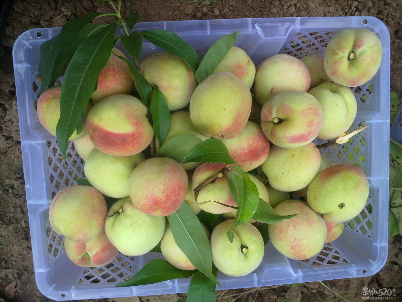 桃花快开了！您们想吃桃子了吗？295 / 作者:金网 / 帖子ID:12053