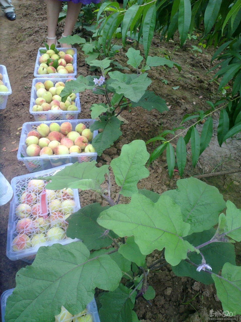 桃花快开了！您们想吃桃子了吗？737 / 作者:金网 / 帖子ID:12053