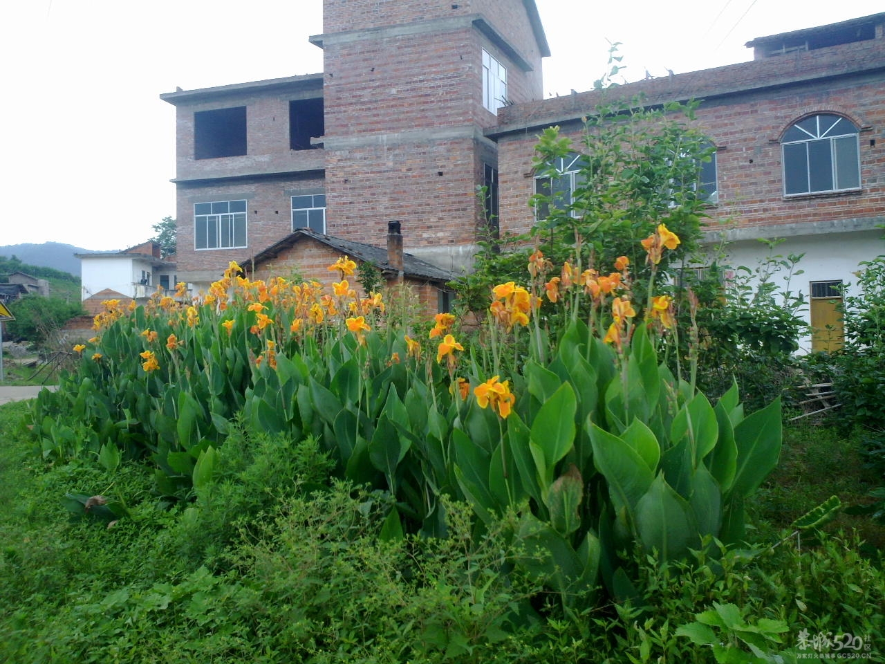 桃花快开了！您们想吃桃子了吗？95 / 作者:金网 / 帖子ID:12053