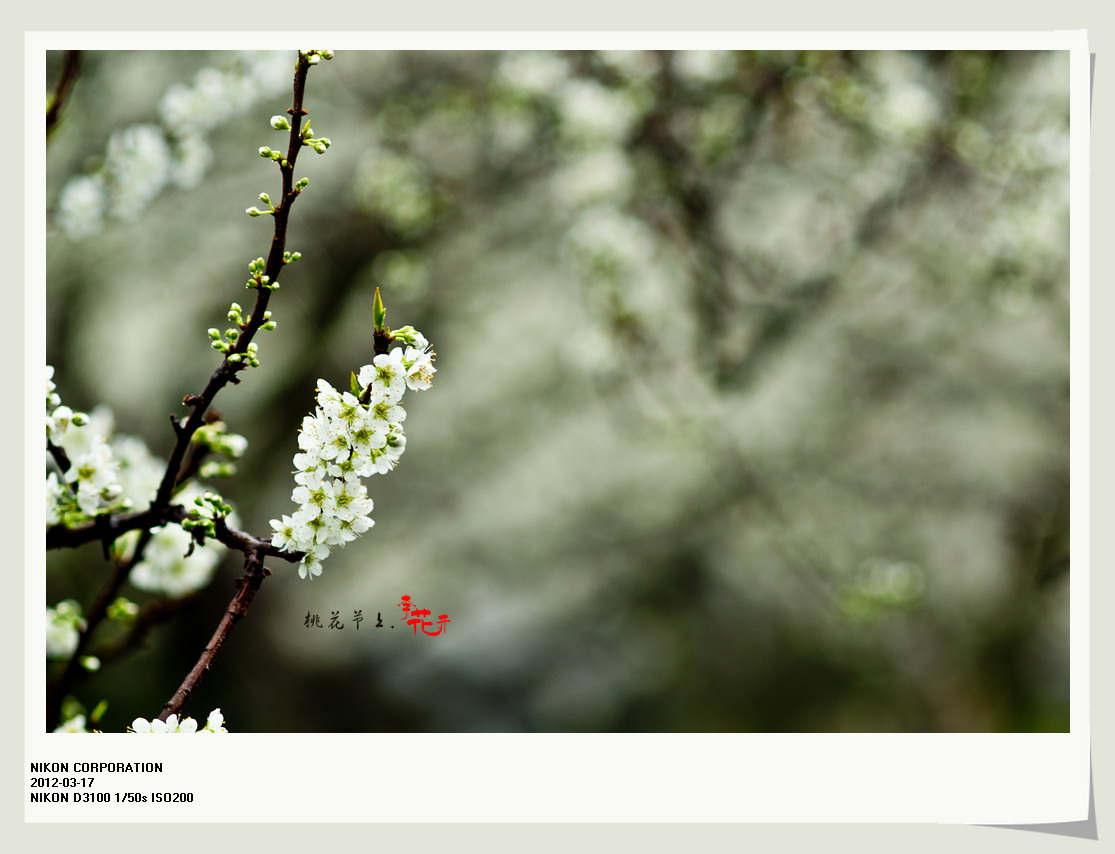 桃花节上李花开。510 / 作者:講不醜 / 帖子ID:12077