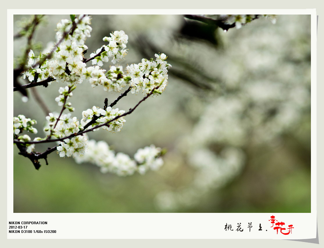 桃花节上李花开。818 / 作者:講不醜 / 帖子ID:12077