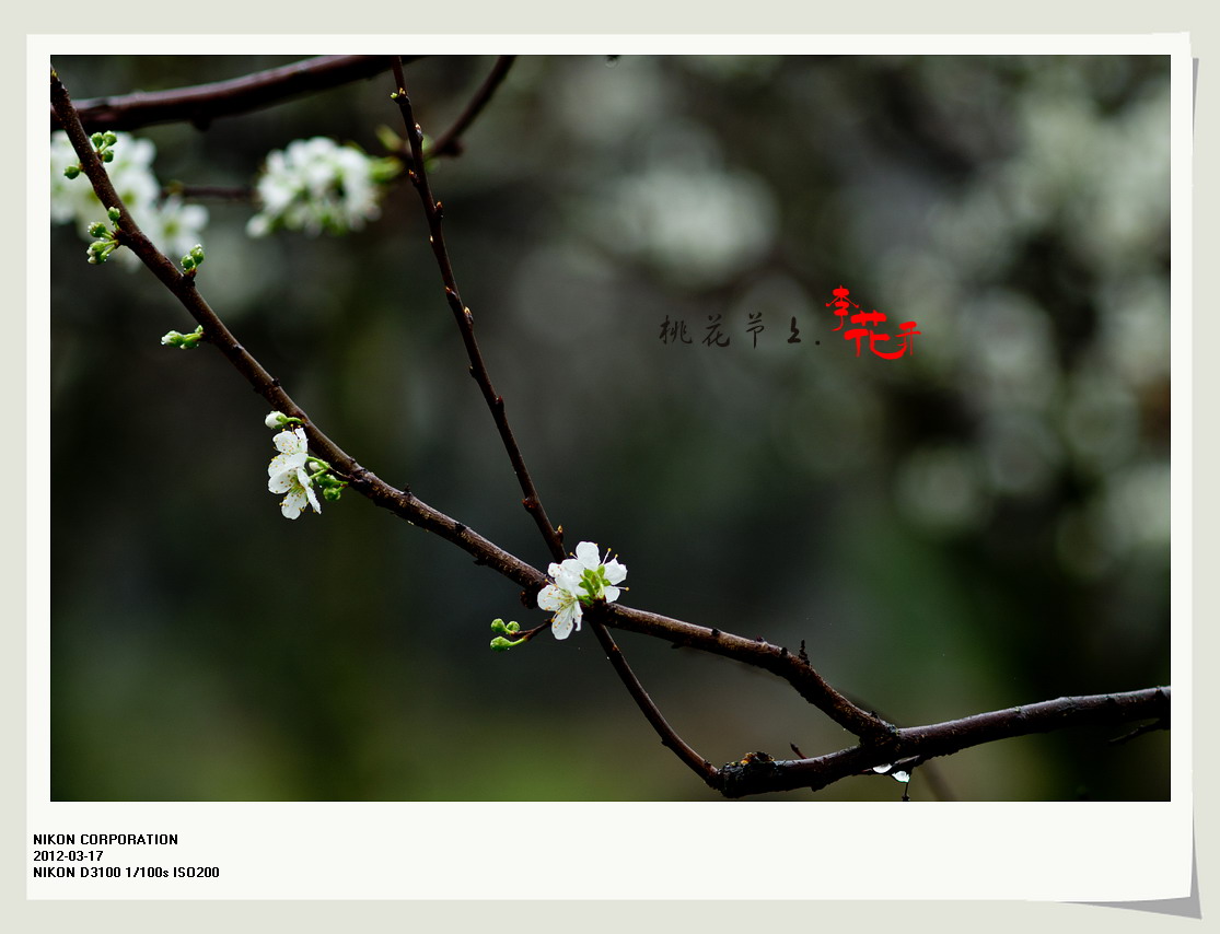 桃花节上李花开。638 / 作者:講不醜 / 帖子ID:12077