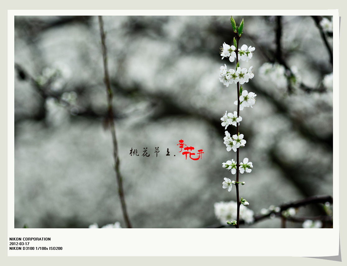 桃花节上李花开。73 / 作者:講不醜 / 帖子ID:12077