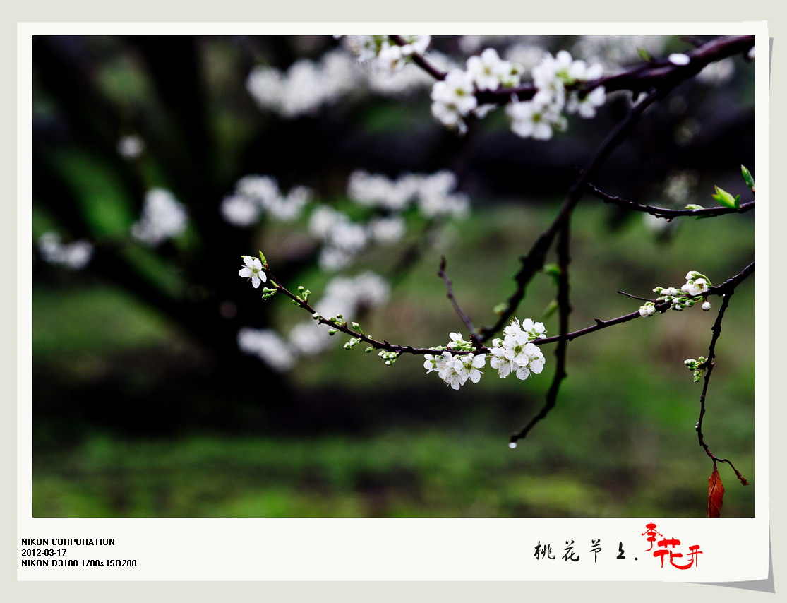 桃花节上李花开。354 / 作者:講不醜 / 帖子ID:12077
