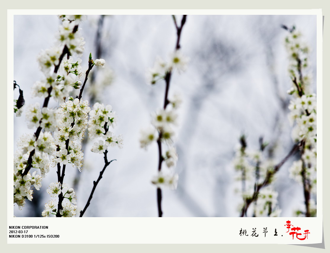 桃花节上李花开。688 / 作者:講不醜 / 帖子ID:12077