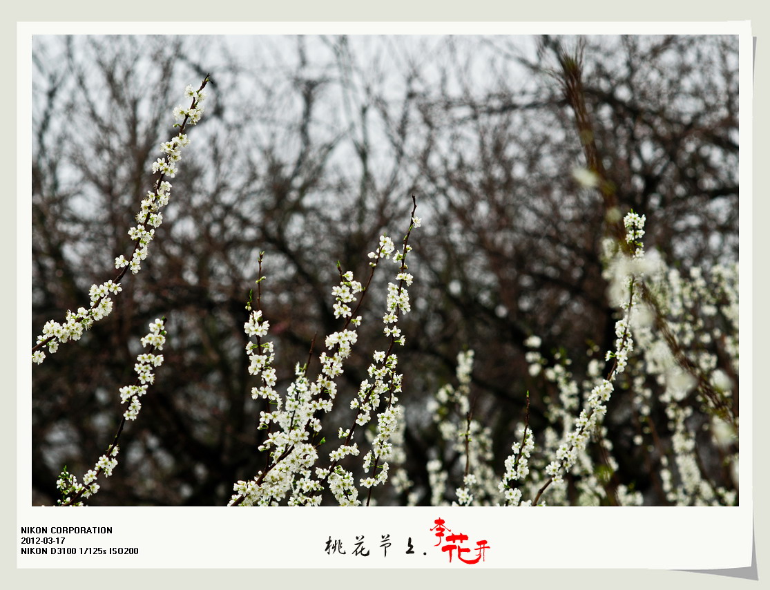 桃花节上李花开。922 / 作者:講不醜 / 帖子ID:12077