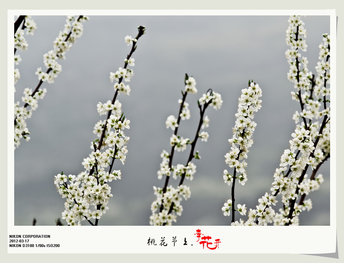 桃花节上李花开。744 / 作者:講不醜 / 帖子ID:12077