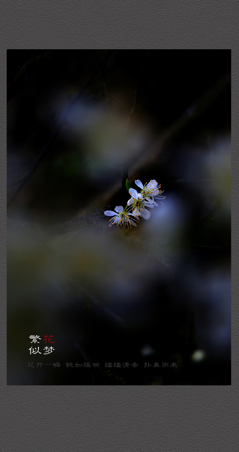繁花似梦706 / 作者:195 / 帖子ID:12080