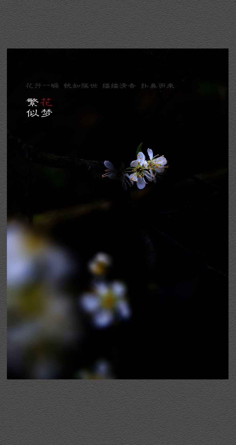 繁花似梦53 / 作者:195 / 帖子ID:12080