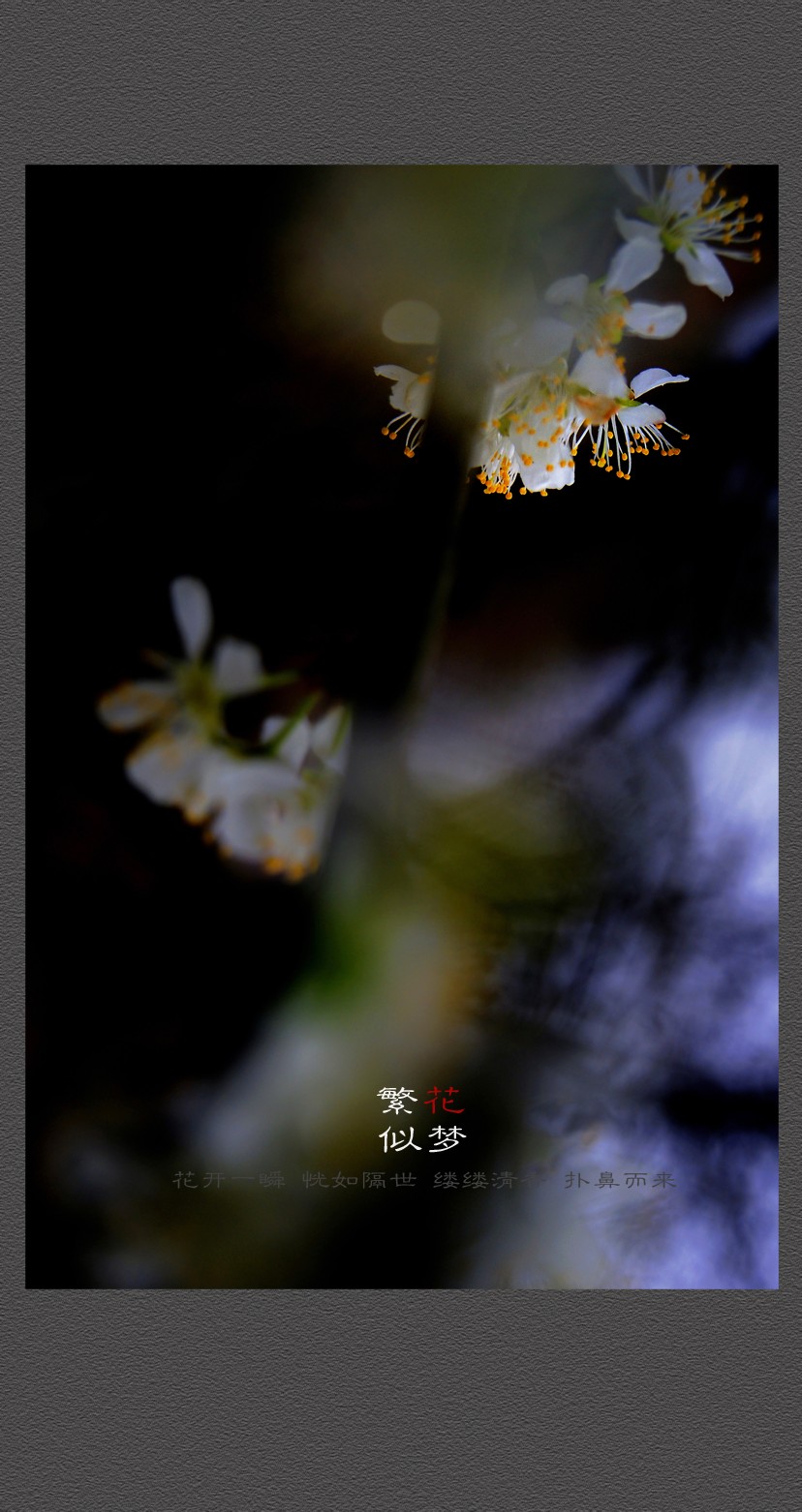 繁花似梦186 / 作者:195 / 帖子ID:12080
